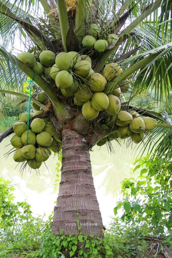 Coconut Plant 