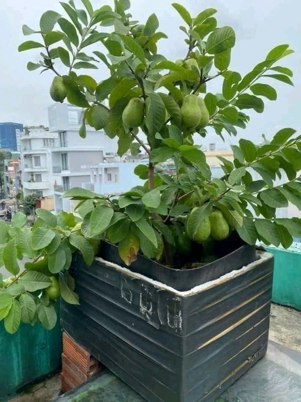 Guava Plant 