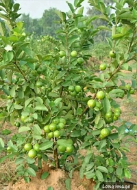 Guava Plant 