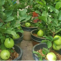 Guava Plant 
