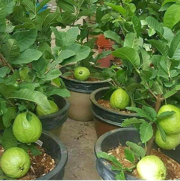 Guava Plant 