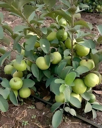 Guava Plant 