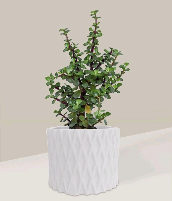 Z Plant 