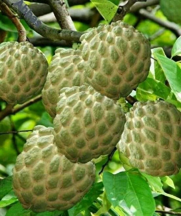 Sarifa (Sitafal)