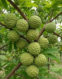 Sarifa (Sitafal)