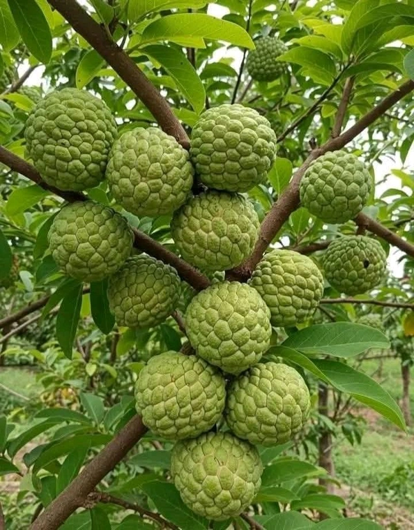 Sarifa (Sitafal)