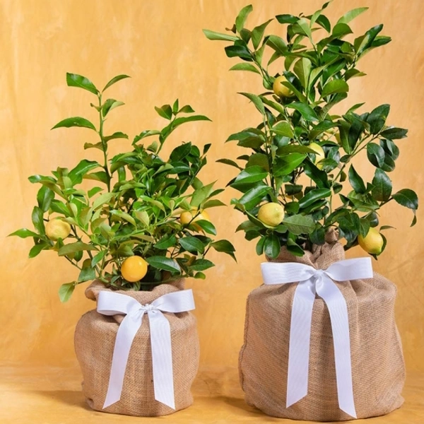 Nimbu Kagji Medium 