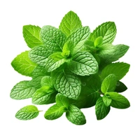 Pudina