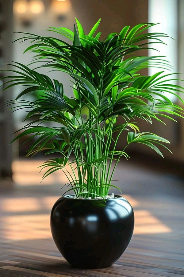 Aricka Palm