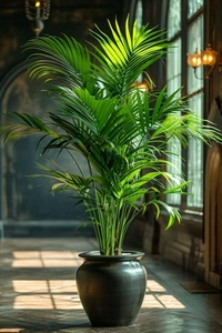 Aricka Palm