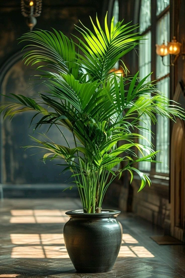 Aricka Palm