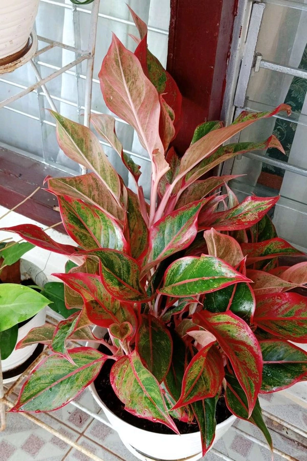 Aglonama 