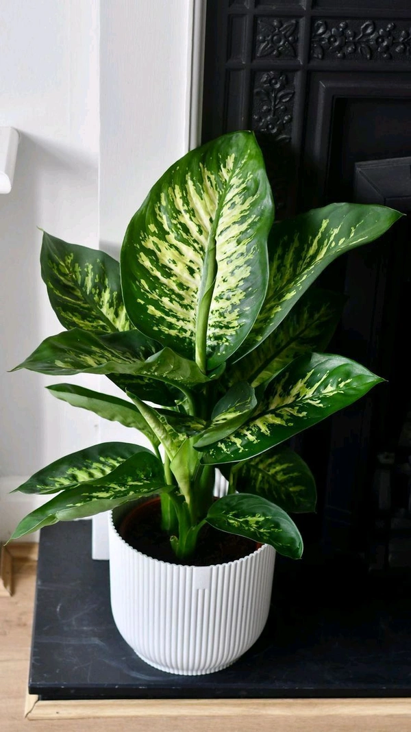 Daffonbechiya 