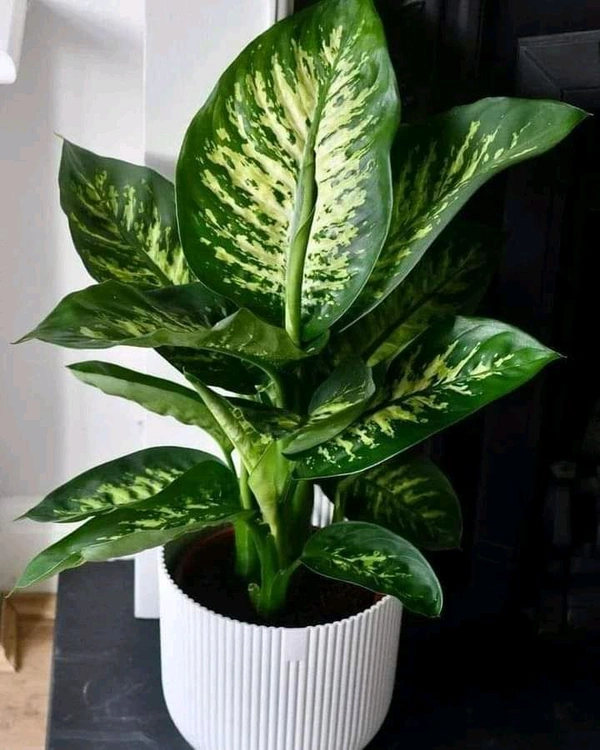 Daffonbechiya 