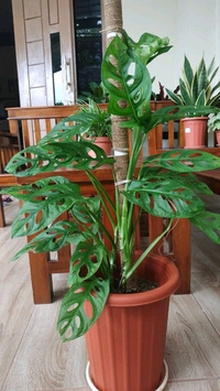 Monsetra 