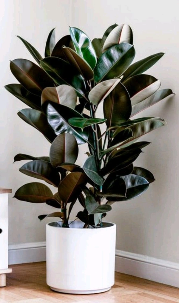 Rubber Plant 