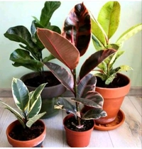Rubber Plant 