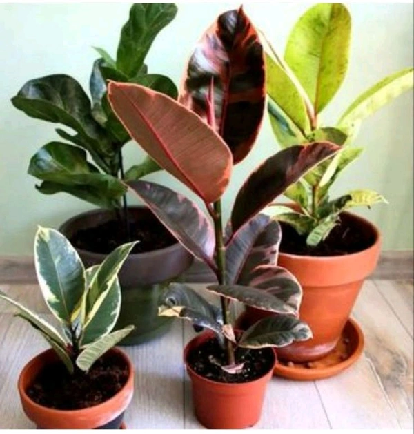 Rubber Plant 