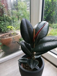 Rubber Plant 