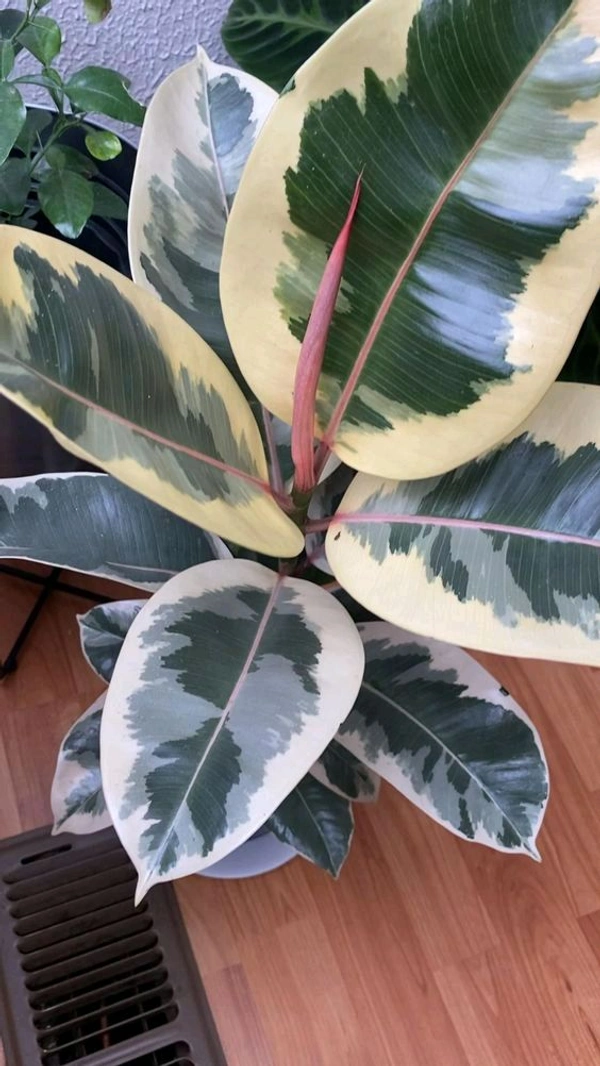 Rubber Plant 