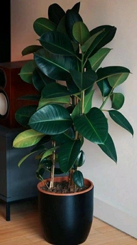 Rubber Plant 