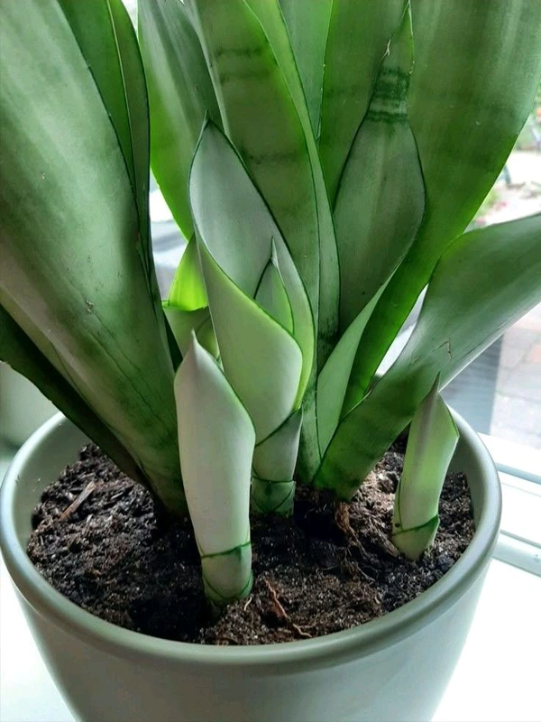 Snake Plant