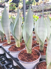 Snake Plant