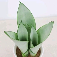 Snake Plant