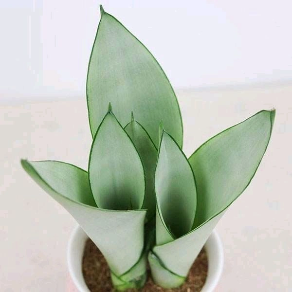 Snake Plant