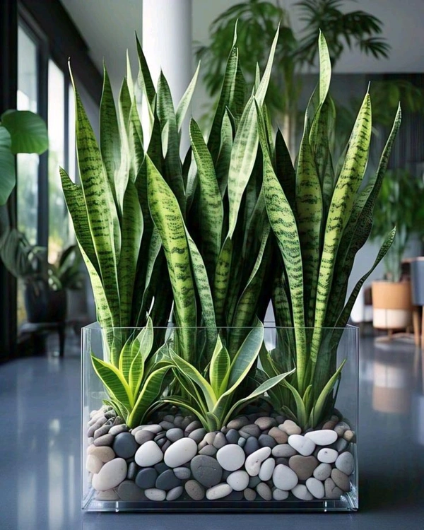 Snake Plant