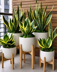 Snake Plant