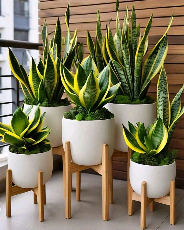 Snake Plant
