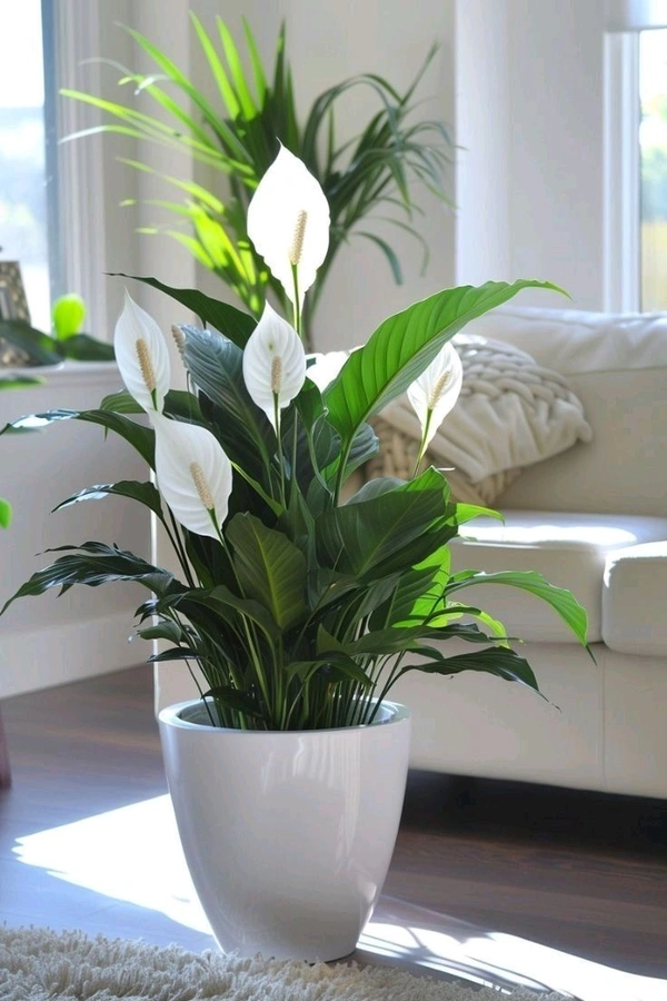 Pice Lily