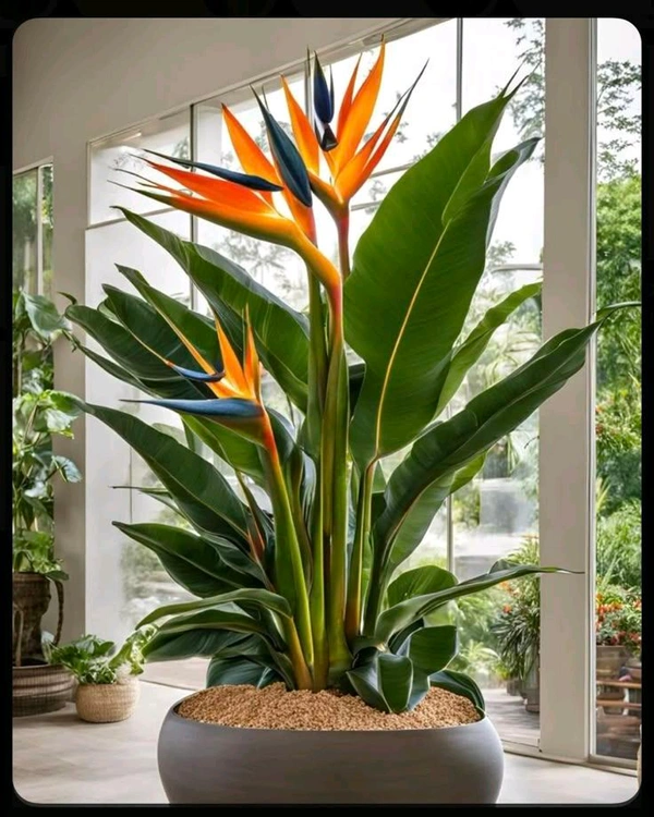 Birds Of Paradise