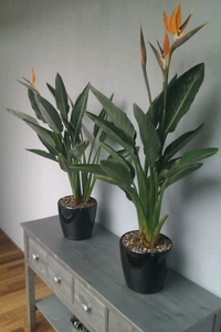 Birds Of Paradise