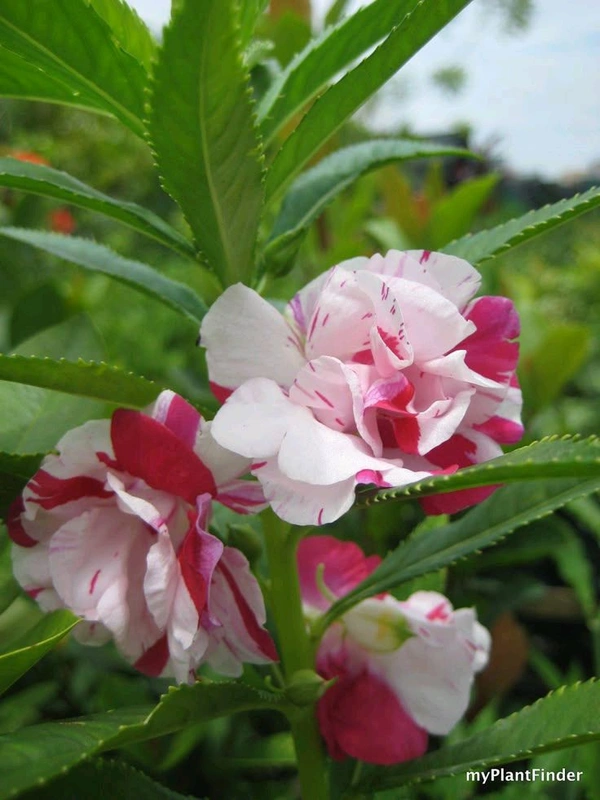 Balsam
