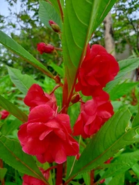 Balsam