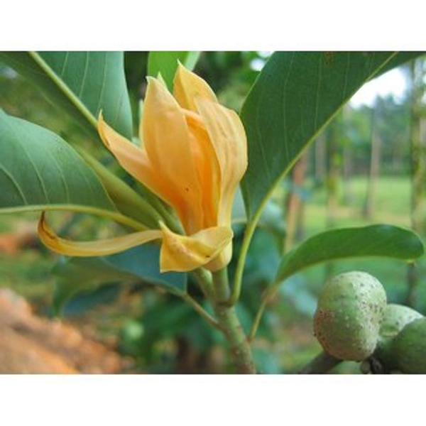 Swarn Champa S