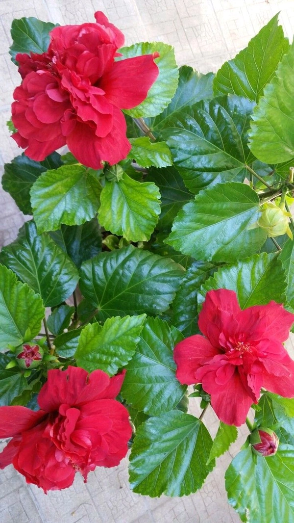 Hibiscus Deshi 