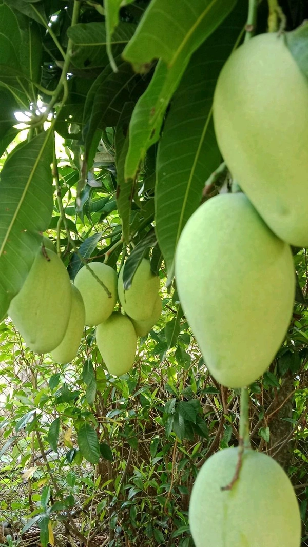 Amarpali 