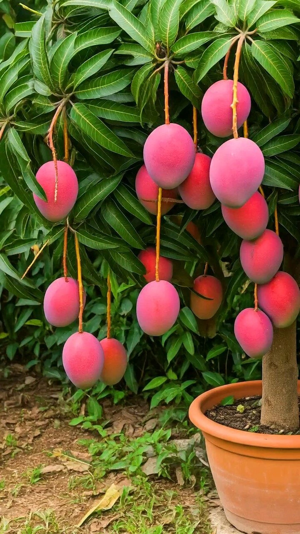 Swarnrekha