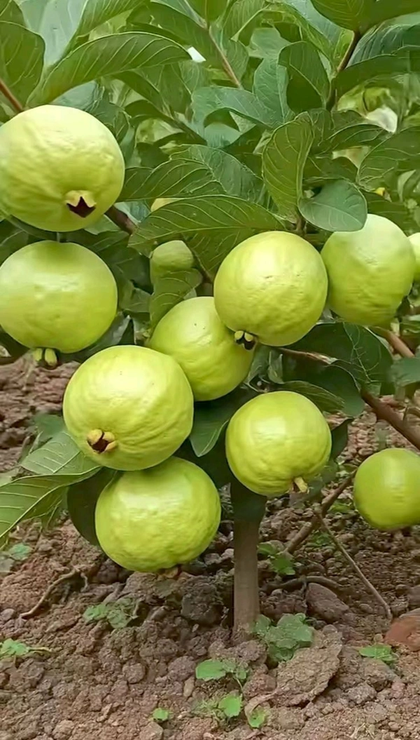 Guava S