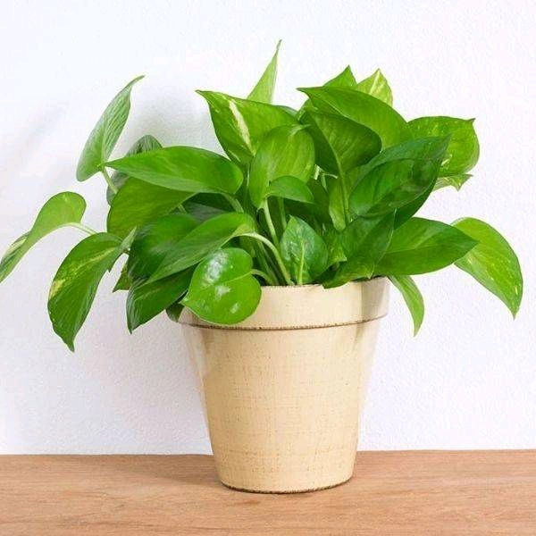 M Plant