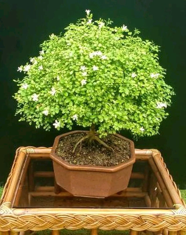 T Kamini
