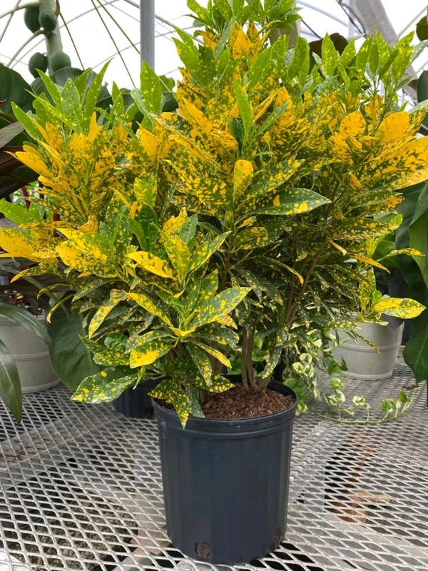 Yellow Caroton