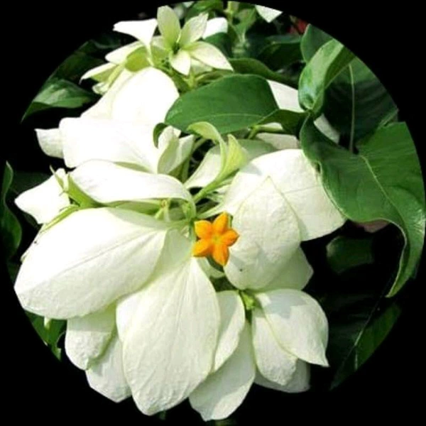 Mosanda White