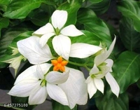Mosanda White