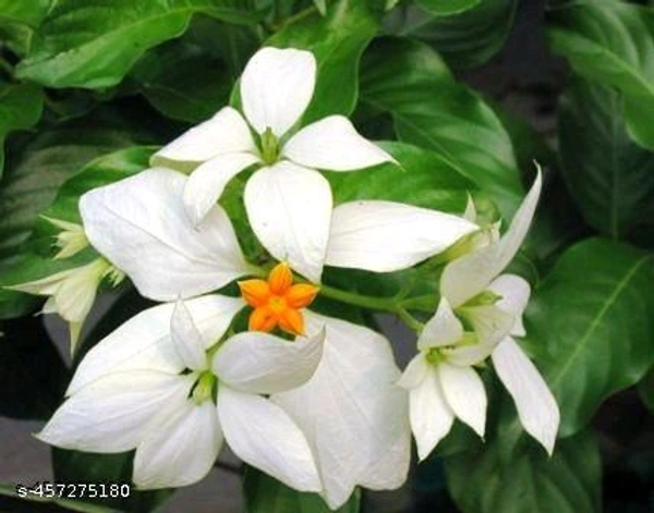 Mosanda White