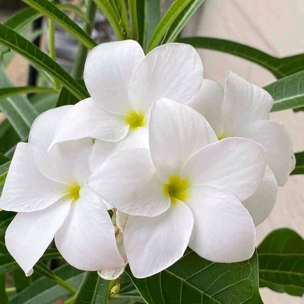 N Champa