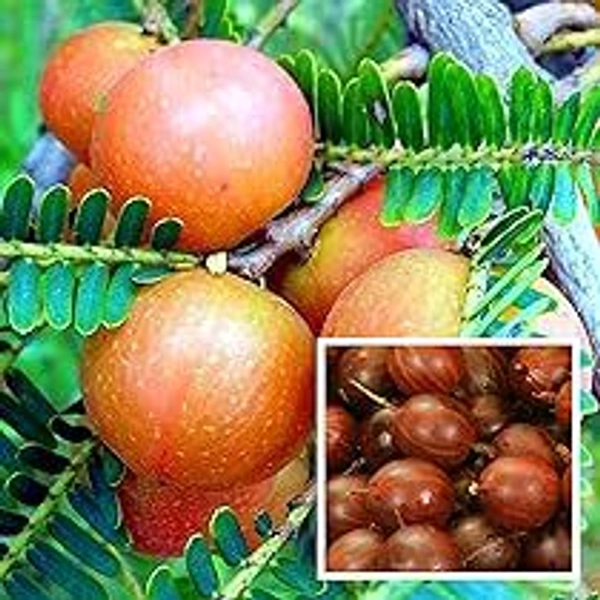 Red Aawla